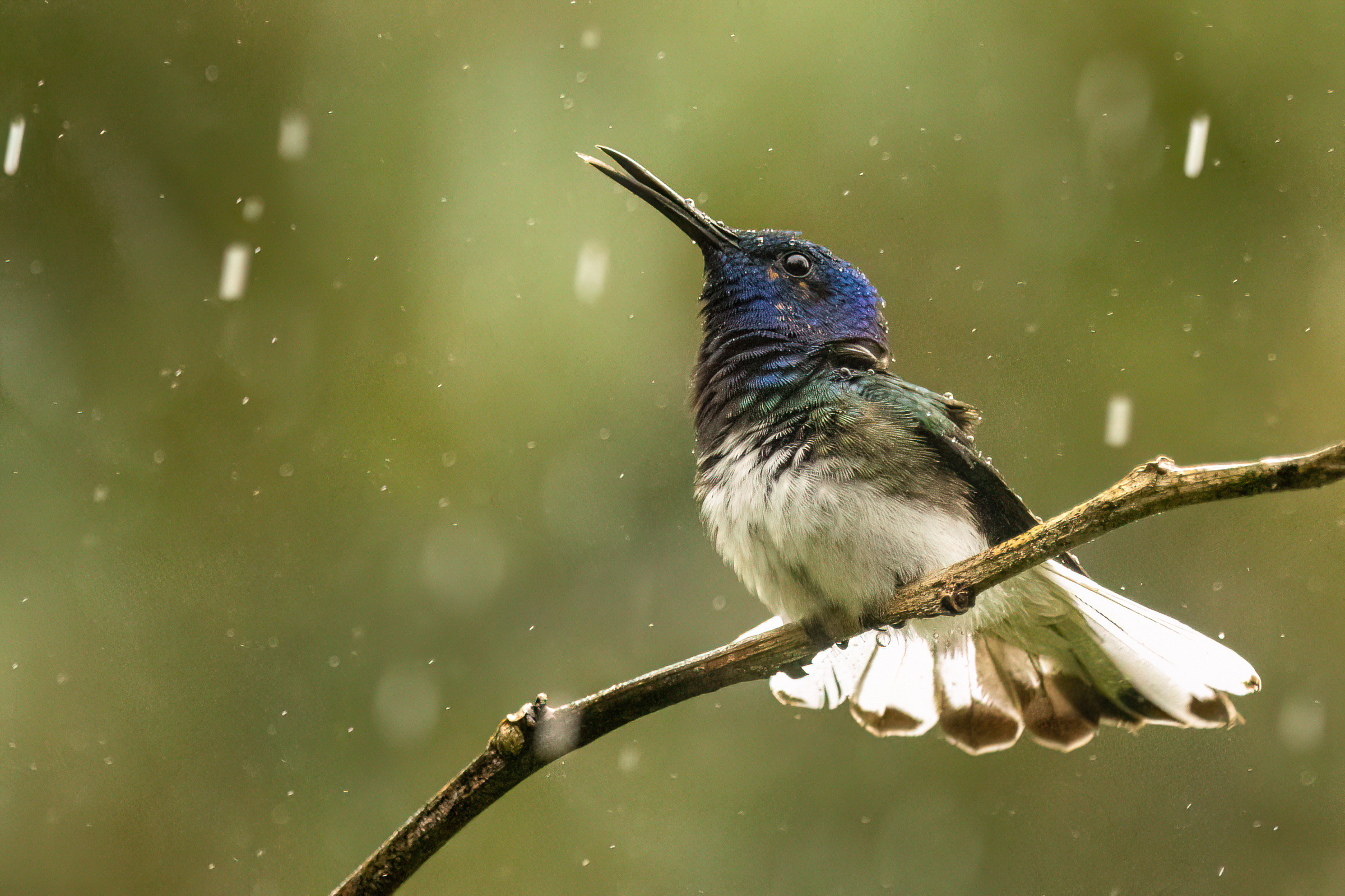 Hummingbird in the Rain